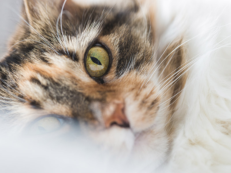 Десять способов отпраздновать Международный день кошек