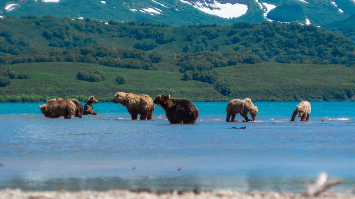 Медведи на Курильском озере, Камчатка. Фотограф: Андрей Висус.