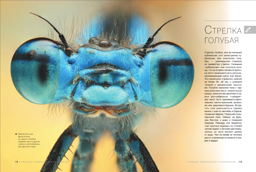 Стрелка голубая — разновидность стрекозы. Разворот из «Большой книги о насекомых. 1001 фотография».