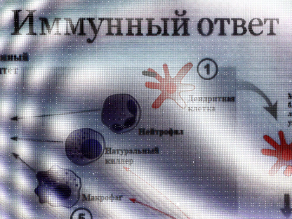 Екатерина Умнякова рассказывает как работает иммунитет