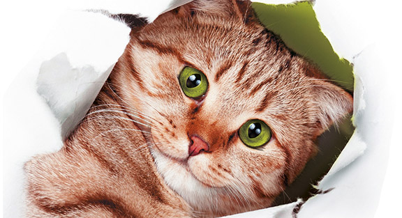 Книги о кошках: как превратить питомца из катастрофы в друга