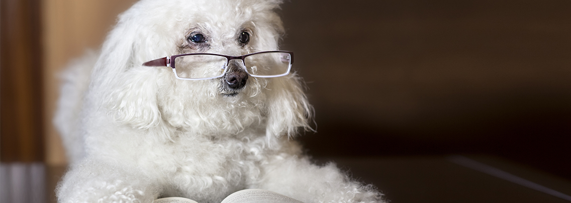 Самые умные собаки в литературе – пудель Арто и Фокс Микки!